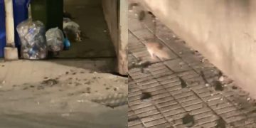 Cagliari, emergenza ratti e sporcizia in viale La Playa