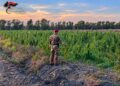 Scoperta una piantagione di marijuana a Loiri Porto San Paolo: 4 arresti