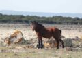 Sardegna, “una sentenza tutt’altro che condivisibile vuol eliminare più di 300 mila ettari di terre collettive”