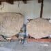 Ovodda, straordinario ritrovamento archeologico nelle campagne