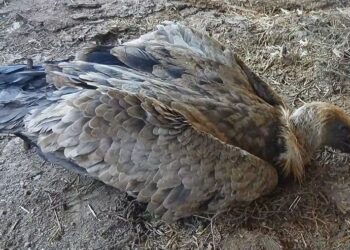 E’ morto il grifone trovato due giorni fa nel Grighine