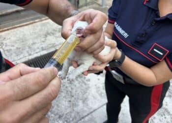 Bonorva, 6 cuccioli appena nati e abbandonati sulla Ss 131 salvati dai carabinieri