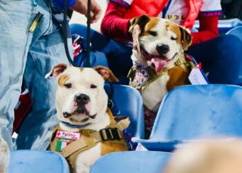Cagliari, alla partita con due assistenti speciali: Pallino e Sirio fanno incetta di coccole