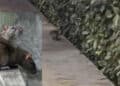 Cagliari, topi a passeggio vicino alle scuole: ennesima segnalazione di ratti in città