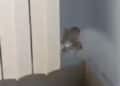 Cagliari, topi in classe al Nautico: “Situazione vergognosa” (VIDEO)
