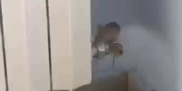 Cagliari, topi in classe al Nautico: “Situazione vergognosa” (VIDEO)