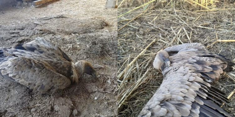 Grighine – Fordongianus, ritrovato un esemplare adulto di grifone ferito e sofferente: salvato dal Corpo Forestale