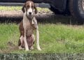 Cani legati senza cibo nè acqua a Uri, Rizzi: “Grazie a chi è intervenuto”