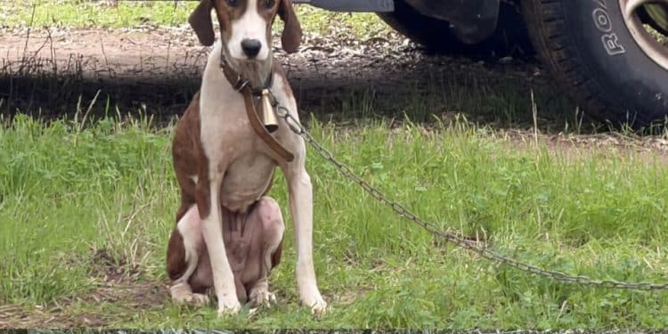 Cani legati senza cibo nè acqua a Uri, Rizzi: “Grazie a chi è intervenuto”
