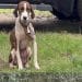 Cani legati senza cibo nè acqua a Uri, Rizzi: “Grazie a chi è intervenuto”