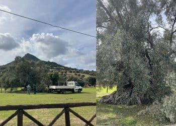 Villamassargia, caduto un ramo di Sa Reina: paura per il monumentale ulivo millenario