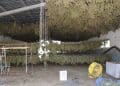 Ottana, 3 lavoratori segregati in un capannone in campagna per lavorare tonnellate di marijuana: 5 denunce