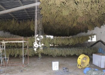 Ottana, 3 lavoratori segregati in un capannone in campagna per lavorare tonnellate di marijuana: 5 denunce
