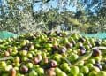 Gonnosfanadiga, derubati mentre raccolgono olive: via i portafogli e un coltellino di grande valore affettivo