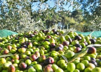 Gonnosfanadiga, derubati mentre raccolgono olive: via i portafogli e un coltellino di grande valore affettivo
