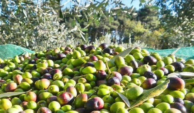 Gonnosfanadiga, derubati mentre raccolgono olive: via i portafogli e un coltellino di grande valore affettivo