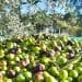 Gonnosfanadiga, derubati mentre raccolgono olive: via i portafogli e un coltellino di grande valore affettivo
