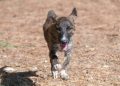 Serramanna, donna aggredita e morsa da un cane incustodito