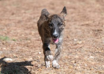 Serramanna, donna aggredita e morsa da un cane incustodito
