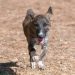 Serramanna, donna aggredita e morsa da un cane incustodito