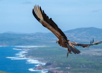 Bollo e Bentul sono di nuovo liberi: i due giovani grifoni ritrovati feriti ad Alghero ora volano a Capo Conte