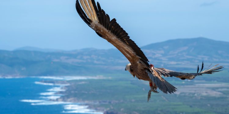 Bollo e Bentul sono di nuovo liberi: i due giovani grifoni ritrovati feriti ad Alghero ora volano a Capo Conte