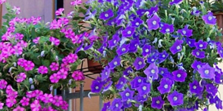 Un fiore per non dimenticare: a Monserrato si rinnova la tradizione della solidarietà