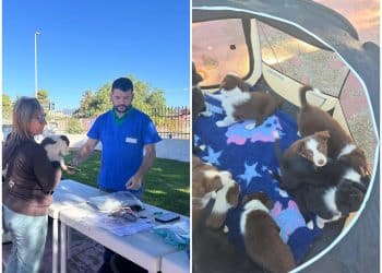 Quartu, arriva l’app per cani e gatti: aree dedicate e cestini a portata di click