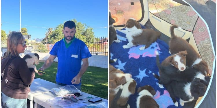 Quartu, arriva l’app per cani e gatti: aree dedicate e cestini a portata di click