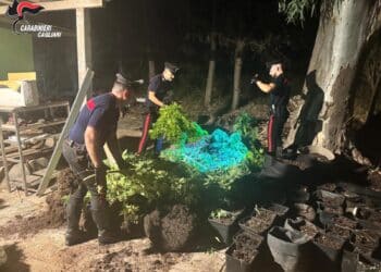Quartucciu, scoperta una piantagione di cannabis: arrestato un 41enne
