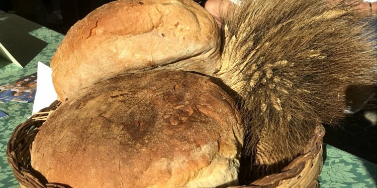 La Sardegna racchiusa in un’app: ecco dove trovare tutte le feste paesane, le sagre e gli eventi