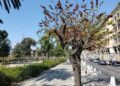 Cagliari, c’era una volta la “foresta urbana”: ecco come stanno morendo gli alberi della nuova via Roma