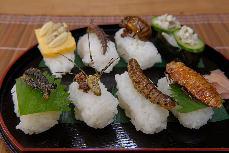 insetti cucina Casteddu On line